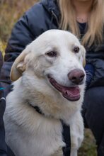 KIAN, Hund, Herdenschutzhund-Mix in Erkrath - Bild 4