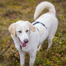 KIAN, Hund, Herdenschutzhund-Mix in Erkrath - Bild 5