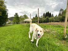 KIAN, Hund, Herdenschutzhund-Mix in Eslohe - Bild 18