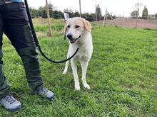 KIAN, Hund, Herdenschutzhund-Mix in Eslohe - Bild 19