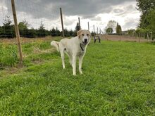 KIAN, Hund, Herdenschutzhund-Mix in Eslohe - Bild 20