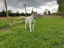 KIAN, Hund, Herdenschutzhund-Mix in Eslohe - Bild 21