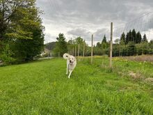 KIAN, Hund, Herdenschutzhund-Mix in Eslohe - Bild 22