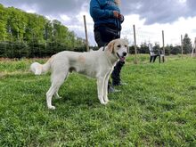 KIAN, Hund, Herdenschutzhund-Mix in Eslohe - Bild 24