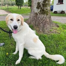 KIAN, Hund, Herdenschutzhund-Mix in Eslohe - Bild 25
