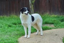 JUNA, Hund, Herdenschutzhund-Mix in Rumänien - Bild 10