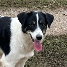 JUNA, Hund, Herdenschutzhund-Mix in Rumänien - Bild 2