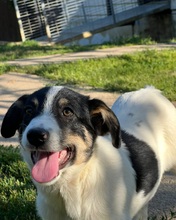 JUNA, Hund, Herdenschutzhund-Mix in Rumänien - Bild 6