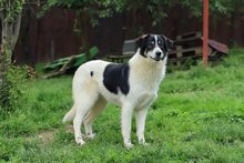JUNA, Hund, Herdenschutzhund-Mix in Rumänien - Bild 7