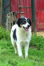 JUNA, Hund, Herdenschutzhund-Mix in Rumänien - Bild 8