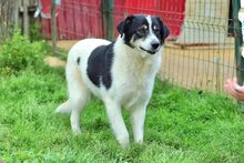 JUNA, Hund, Herdenschutzhund-Mix in Rumänien - Bild 9