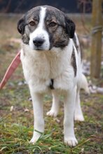 SUNSHINE, Hund, Herdenschutzhund-Mix in Rumänien - Bild 1