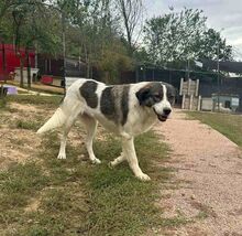 SUNSHINE, Hund, Herdenschutzhund-Mix in Rumänien - Bild 14