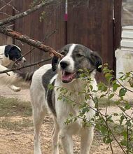 SUNSHINE, Hund, Herdenschutzhund-Mix in Rumänien - Bild 15