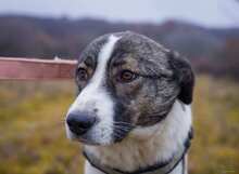 SUNSHINE, Hund, Herdenschutzhund-Mix in Rumänien - Bild 18