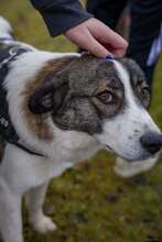 SUNSHINE, Hund, Herdenschutzhund-Mix in Rumänien - Bild 19