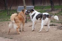 SUNSHINE, Hund, Herdenschutzhund-Mix in Rumänien - Bild 20