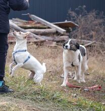 SUNSHINE, Hund, Herdenschutzhund-Mix in Rumänien - Bild 21