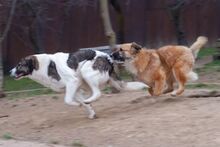 SUNSHINE, Hund, Herdenschutzhund-Mix in Rumänien - Bild 22