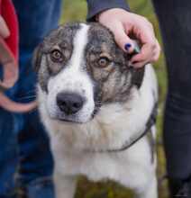 SUNSHINE, Hund, Herdenschutzhund-Mix in Rumänien - Bild 3