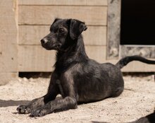 FREYA, Hund, Mischlingshund in Kroatien - Bild 11