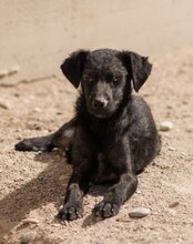 FREYA, Hund, Mischlingshund in Kroatien - Bild 13