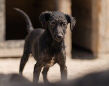 FREYA, Hund, Mischlingshund in Kroatien - Bild 14