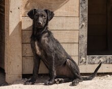 FREYA, Hund, Mischlingshund in Kroatien - Bild 15