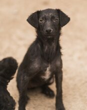 FREYA, Hund, Mischlingshund in Kroatien - Bild 16