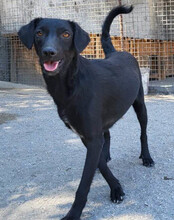 FREYA, Hund, Mischlingshund in Kroatien - Bild 2