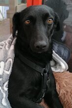 FREYA, Hund, Mischlingshund in Coswig