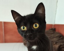 LOLITHA, Katze, Europäisch Kurzhaar in Spanien - Bild 4