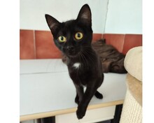 LOLITHA, Katze, Europäisch Kurzhaar in Spanien - Bild 5