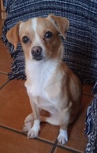 FEE, Hund, Chihuahua-Mix in Spanien