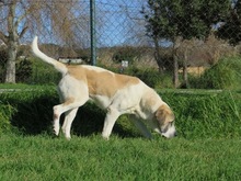 CIELO, Hund, Mastin Español in Radevormwald - Bild 5