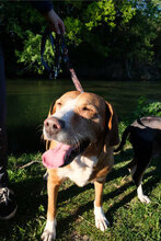 MISSY, Hund, Deutsche Bracke-Mix in Bulgarien - Bild 2