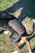 MISSY, Hund, Deutsche Bracke-Mix in Bulgarien - Bild 6