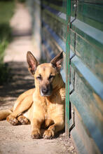 HUGO, Hund, Deutscher Schäferhund-Mix in Spanien - Bild 1