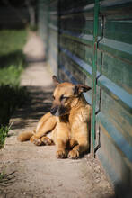 HUGO, Hund, Deutscher Schäferhund-Mix in Spanien - Bild 2