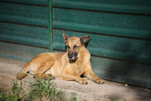 HUGO, Hund, Deutscher Schäferhund-Mix in Spanien - Bild 3