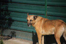 HUGO, Hund, Deutscher Schäferhund-Mix in Spanien - Bild 4