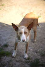 LYRA, Hund, Podenco in Spanien - Bild 1