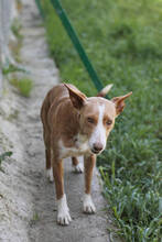 LYRA, Hund, Podenco in Spanien - Bild 2