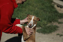 LYRA, Hund, Podenco in Spanien - Bild 3