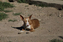 LYRA, Hund, Podenco in Spanien - Bild 4