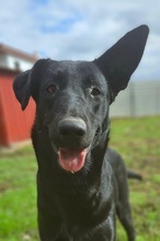 PERLA, Hund, Labrador-Mix in Spanien - Bild 1