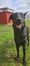 PERLA, Hund, Labrador-Mix in Spanien - Bild 2