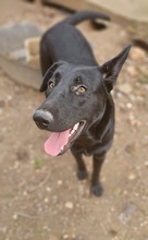 PERLA, Hund, Labrador-Mix in Spanien - Bild 4