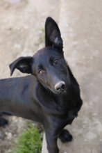 PERLA, Hund, Labrador-Mix in Spanien - Bild 5