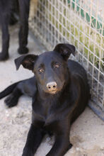 PERLA, Hund, Labrador-Mix in Spanien - Bild 6